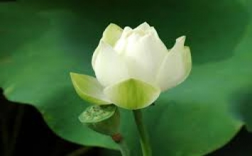 Trung Phong Pháp Ngữ - Khai thị Thiền Nhân Viên